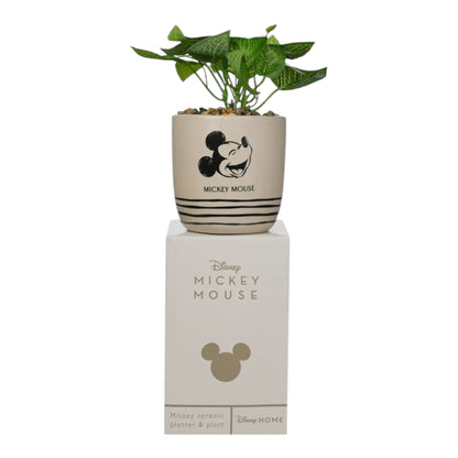 Mickey - Jardinière en grès Vase WIDDOP and Co. 